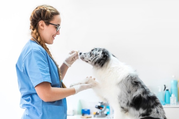 Por que você deve investir no ultrassom odontológico veterinário