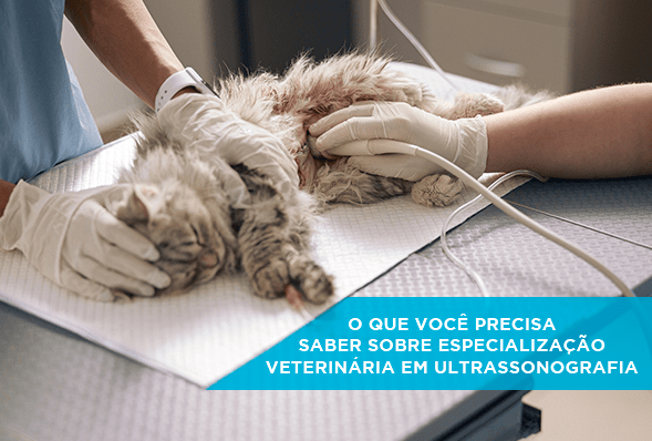O que você precisa saber sobre especialização veterinária em ultrassonografia