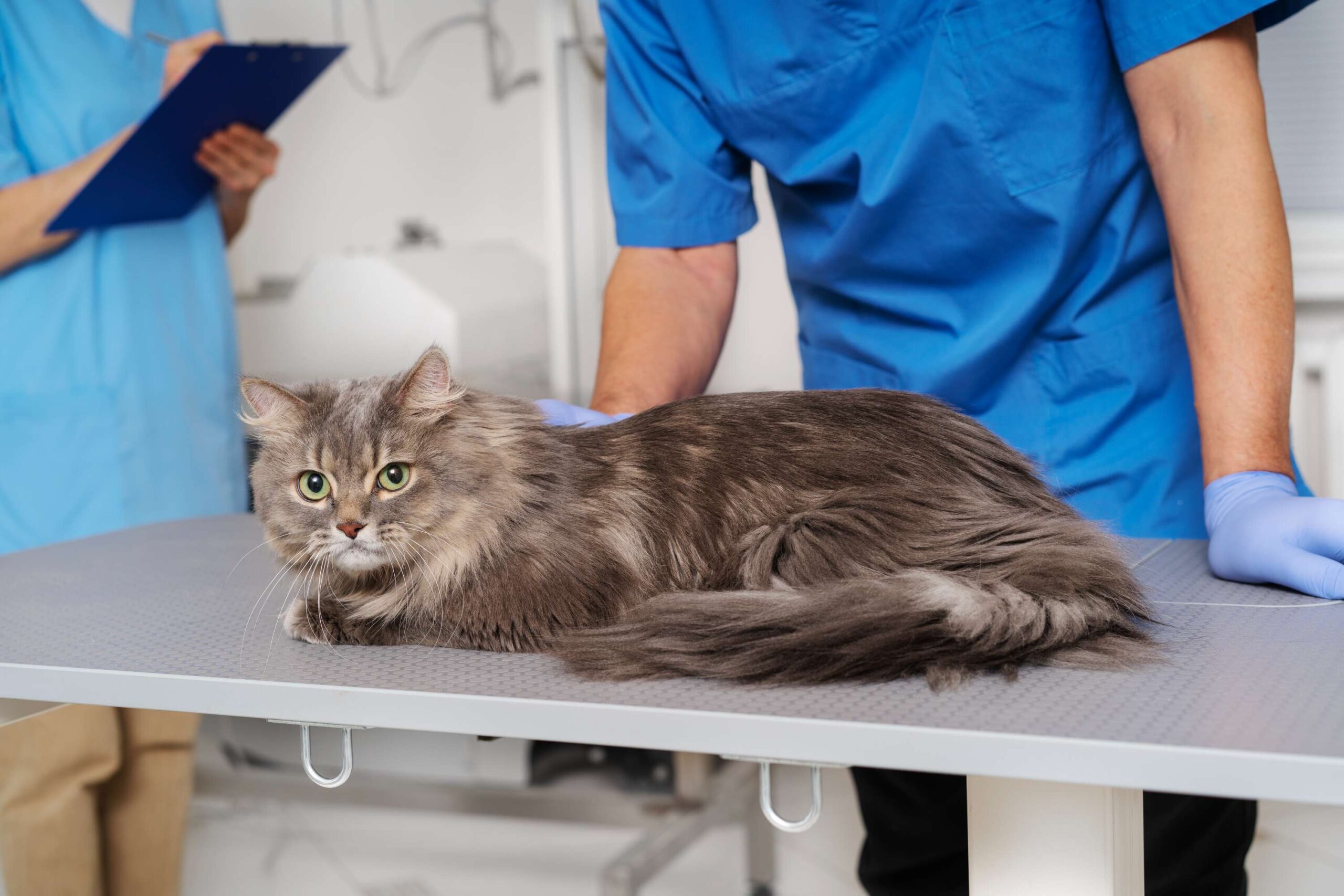 Laserterapia Veterinária em Cães e Gatos