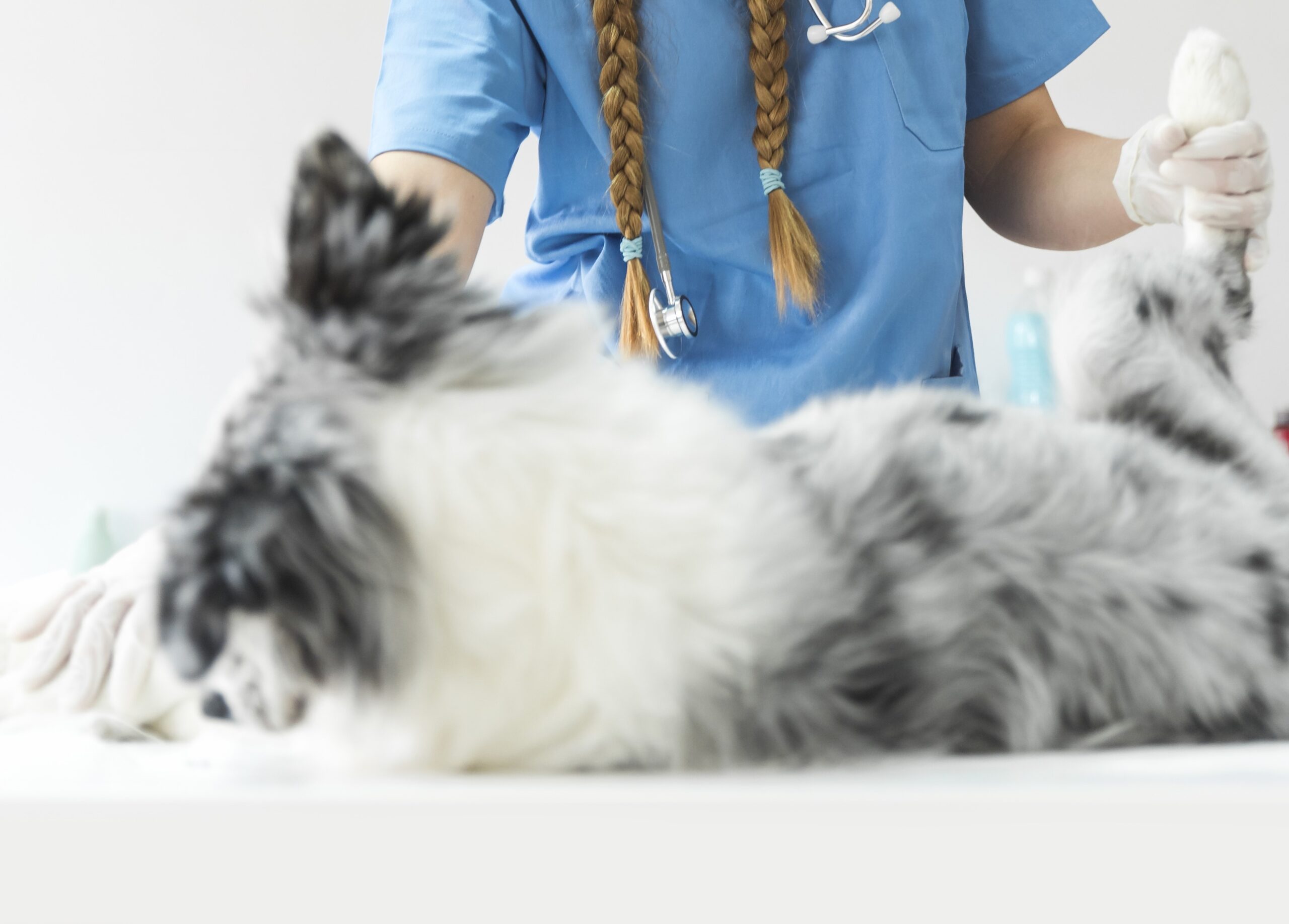 Ozonioterapia Veterinária: Guia Completo